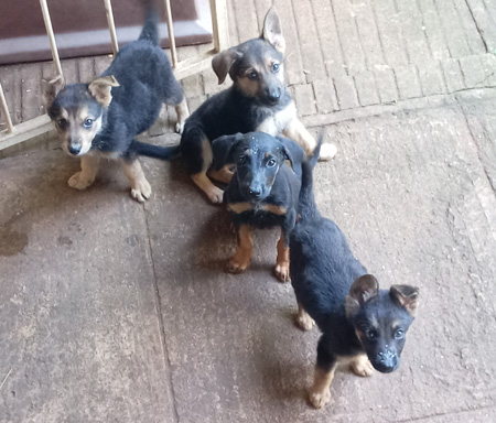 German Shepherd and Doberman Puppies For Sale