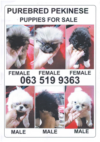 Pekingese Puppies for sale