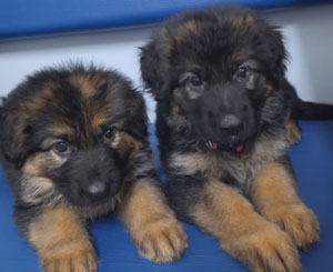 GermanShepherdpups