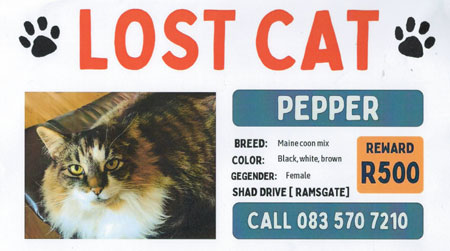 Pepper.cat.missing