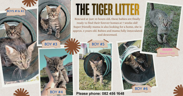 Tigerkittens