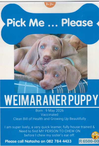 WeimaranerPuppy