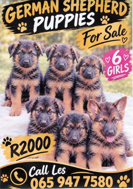 GSDPuppiesForSale