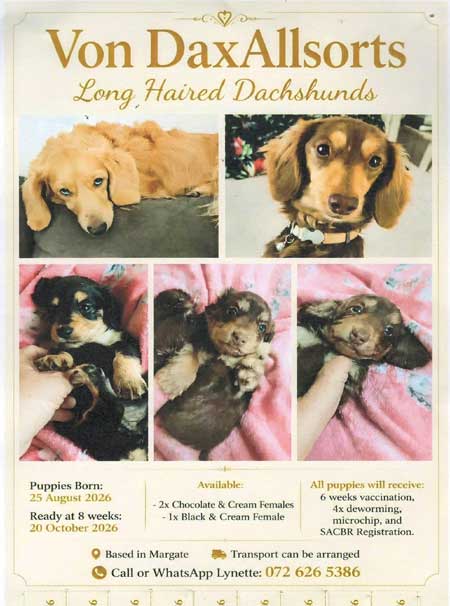 LonghairedDachsundpups