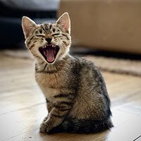 cat_scream